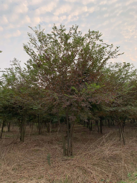 叢生櫸樹