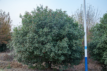 紅葉石楠樹.jpg
