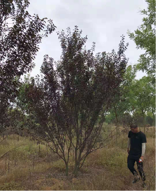 叢生紫葉李
