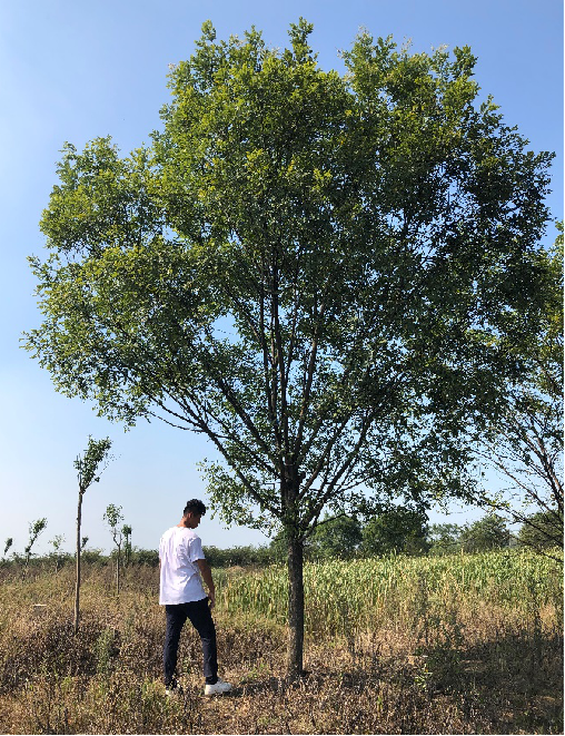 國槐